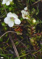 Veronica chionohebe x trifida. Flower and leafy sprig. Near Blue Lake, Garvie Mountains, Southland. Scale = 1 mm.
 Image: P.J. Garnock-Jones © P.J. Garnock-Jones CC-BY-NC 3.0 NZ